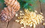 Чем полезны кедровые орехи для женщин и мужчин? влияние на организм