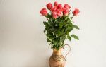 Как сохранить розы в букете подольше дома? Флористика