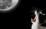 Почему стерилизованная кошка орет по ночам? Возможные причины
